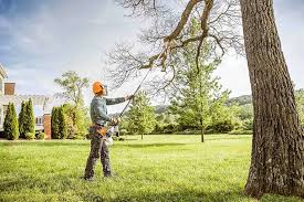 Best Tree Removal  in Sharon Hill, PA