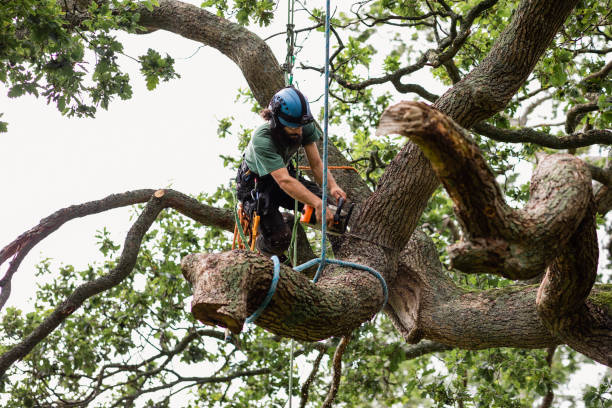 Best Commercial Tree Services  in Sharon Hill, PA