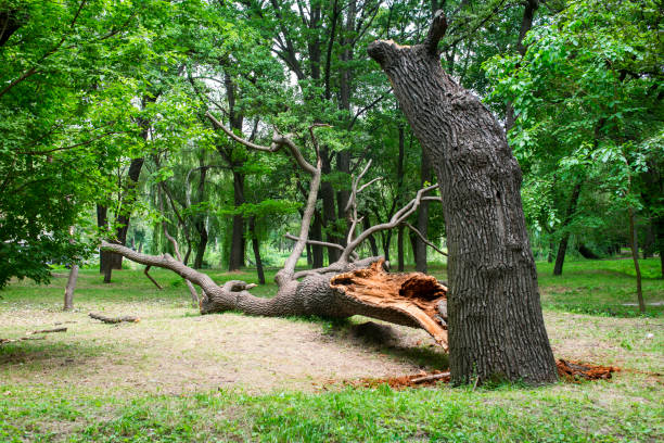 Best Utility Line Clearance  in Sharon Hill, PA