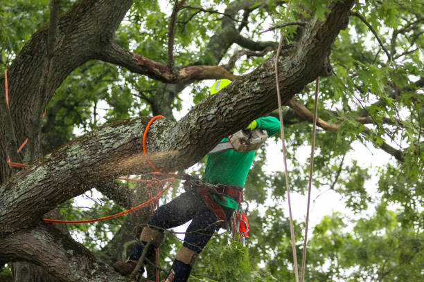 Best Storm Damage Tree Cleanup  in Sharon Hill, PA