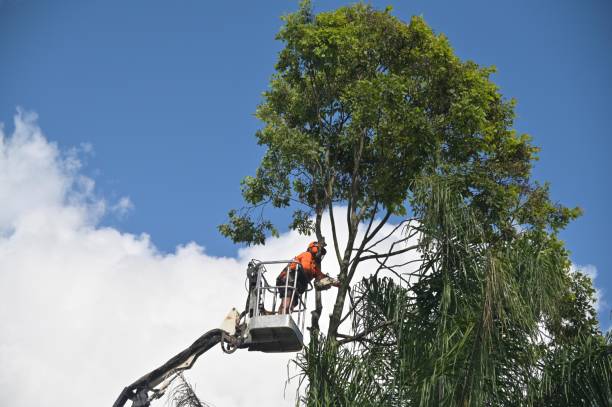 Best Soil Testing and Treatment  in Sharon Hill, PA