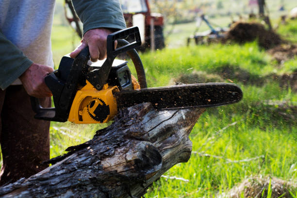 Best Hazardous Tree Removal  in Sharon Hill, PA