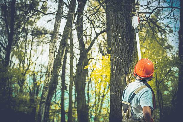 Best Tree Cabling and Bracing  in Sharon Hill, PA
