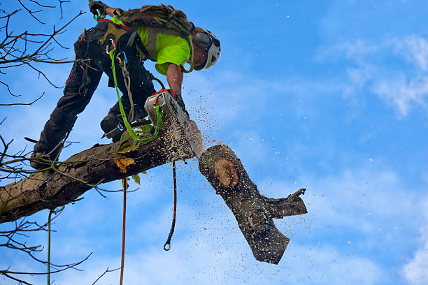 Best Tree Risk Assessment  in Sharon Hill, PA