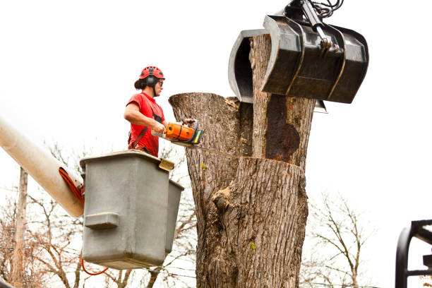  Sharon Hill, PA Tree Care Pros